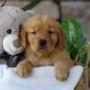 Image of Lamb, a Golden Retriever puppy