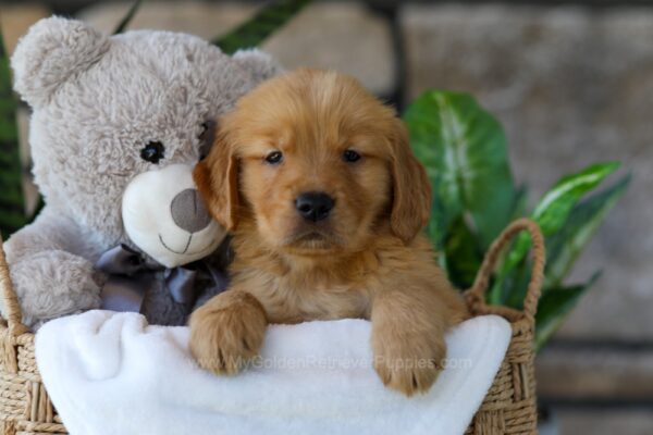 Image of Lamb, a Golden Retriever puppy