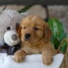 Image of Lamb, a Golden Retriever puppy