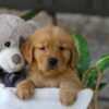 Image of Lamb, a Golden Retriever puppy