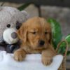 Image of Lamb, a Golden Retriever puppy