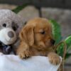 Image of Lamb, a Golden Retriever puppy