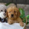 Image of Lamb, a Golden Retriever puppy