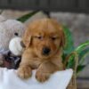 Image of Lent, a Golden Retriever puppy