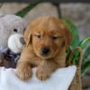 Image of Lent, a Golden Retriever puppy