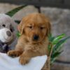 Image of Lent, a Golden Retriever puppy