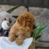 Image of Lent, a Golden Retriever puppy