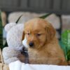 Image of Lent, a Golden Retriever puppy