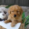 Image of Lent, a Golden Retriever puppy