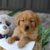 Image of Lent, a Golden Retriever puppy