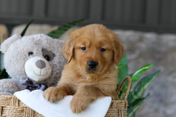 Image of Lent, a Golden Retriever puppy
