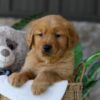 Image of Lent, a Golden Retriever puppy