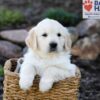 Image of Parker, a Golden Retriever puppy