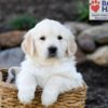 Image of Parker, a Golden Retriever puppy