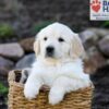 Image of Parker, a Golden Retriever puppy