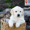 Image of Parker, a Golden Retriever puppy