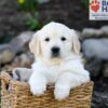 Image of Parker, a Golden Retriever puppy
