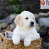 Image of Parker, a Golden Retriever puppy