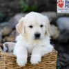 Image of Parker, a Golden Retriever puppy