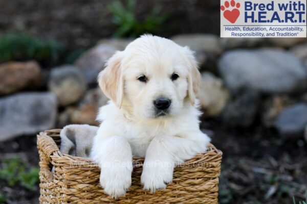 Image of Parker, a Golden Retriever puppy