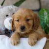 Image of Peeps, a Golden Retriever puppy