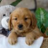 Image of Peeps, a Golden Retriever puppy