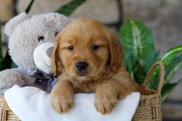 Image of Peeps, a Golden Retriever puppy