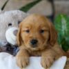 Image of Peeps, a Golden Retriever puppy