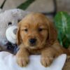 Image of Peeps, a Golden Retriever puppy