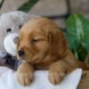 Image of Peeps, a Golden Retriever puppy