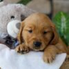 Image of Peeps, a Golden Retriever puppy
