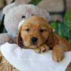 Image of Peeps, a Golden Retriever puppy