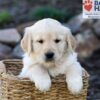 Image of Peyton, a Golden Retriever puppy