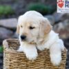 Image of Peyton, a Golden Retriever puppy
