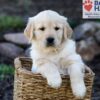 Image of Peyton, a Golden Retriever puppy