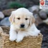 Image of Peyton, a Golden Retriever puppy