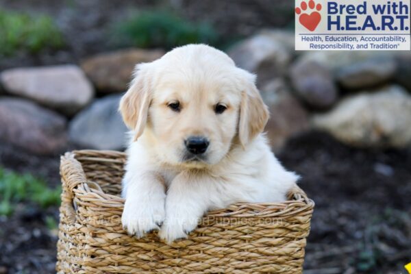 Image of Peyton, a Golden Retriever puppy