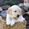 Image of Peyton, a Golden Retriever puppy