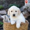Image of Prince, a Golden Retriever puppy