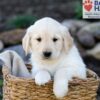 Image of Prince, a Golden Retriever puppy