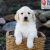 Image of Prince, a Golden Retriever puppy