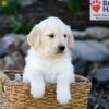 Image of Prince, a Golden Retriever puppy
