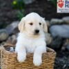 Image of Prince, a Golden Retriever puppy