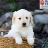 Image of Prince, a Golden Retriever puppy