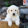 Image of Prince, a Golden Retriever puppy