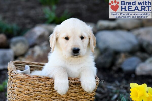 Image of Prince, a Golden Retriever puppy
