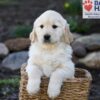 Image of Pudgey, a Golden Retriever puppy