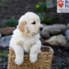 Image of Pudgey, a Golden Retriever puppy