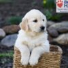 Image of Pudgey, a Golden Retriever puppy