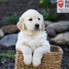 Image of Pudgey, a Golden Retriever puppy